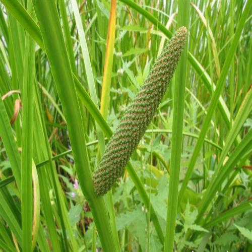 Calamus Root Market Overview, Business Growth 4